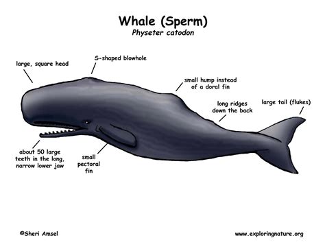 scientific term for whale